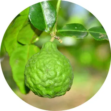 Bergamot Essential Oil - Living Libations