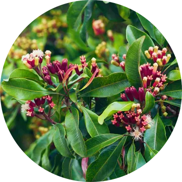 Clove Bud Essential Oil - Living Libations