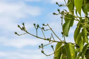 Clove Bud Essential Oil