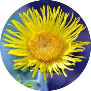 Inula Essential Oil - Living Libations