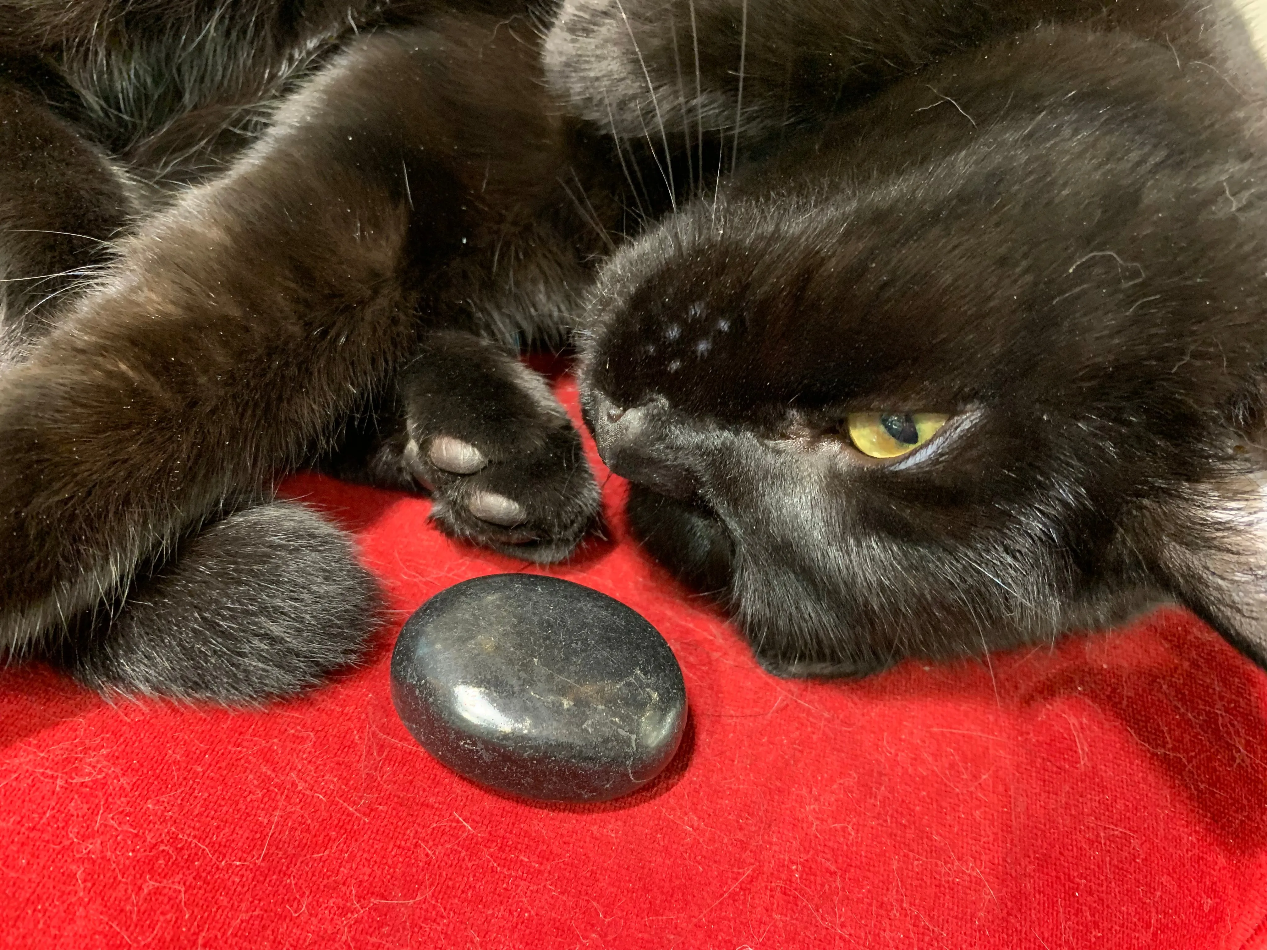 Shungite Cabochon Crystal